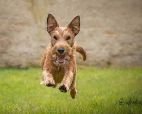 Irish Terrier Peppa im Sprung
