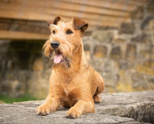 Irish Terrier Peppa liegt auf einer Steinmauer