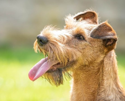 Irish Terrier Peppa erwartungsvoll mit heraushängender Zunge