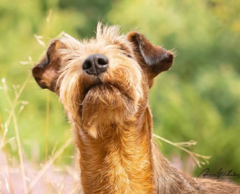 Irish Terrier Peppa aufmerksamer Blick