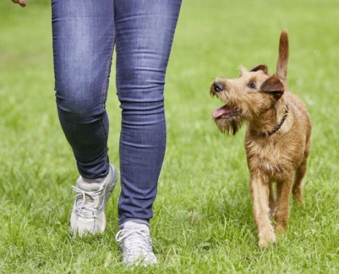 Irish Terrier Peppa geht bei Fuss