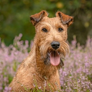 Irish Terrier Peppa inmitten blühender Heide