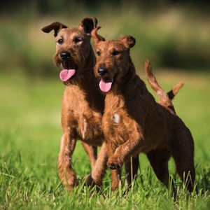 Irish Terrier vom Haseland