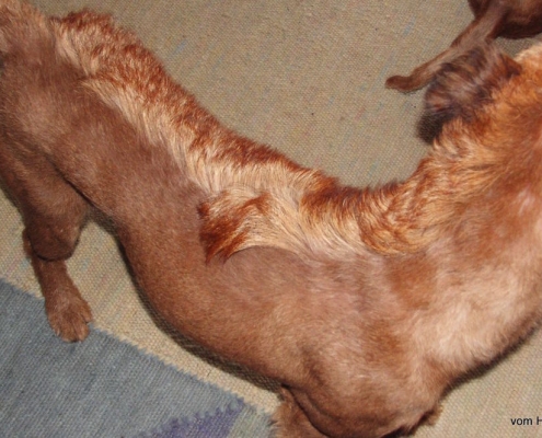 Irish Terrier Trimmen Susann Gielians