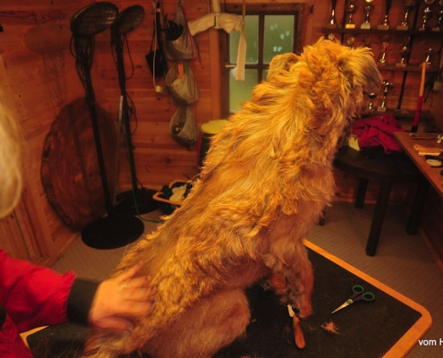 Irish Terrier Trimmen Susann Gielians