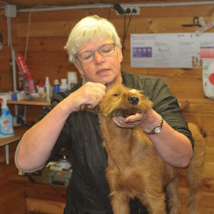 Irish Terrier Trimmen Susann Gielians