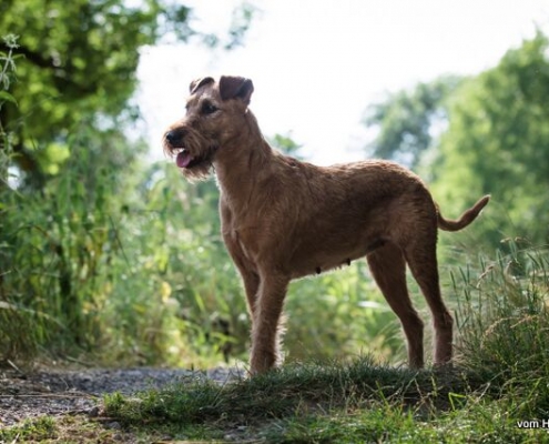 Irish Terrier vom Haseland