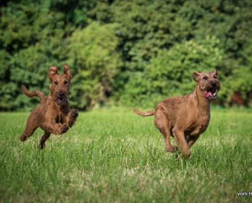 Irish Terrier vom Haseland