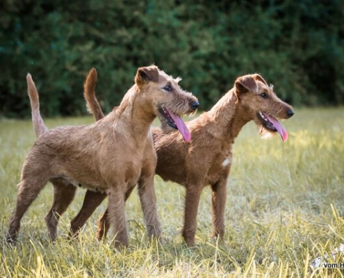 Irish Terrier vom Haseland