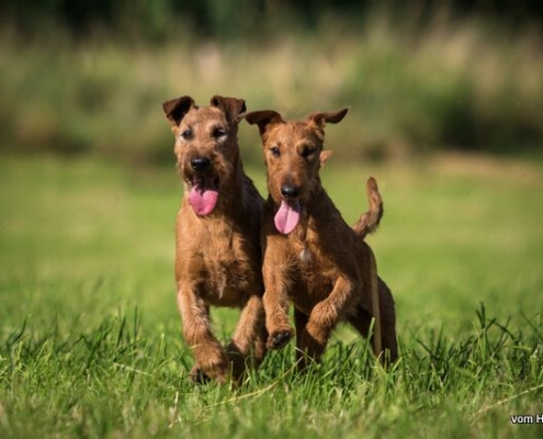 Irish Terrier vom Haseland