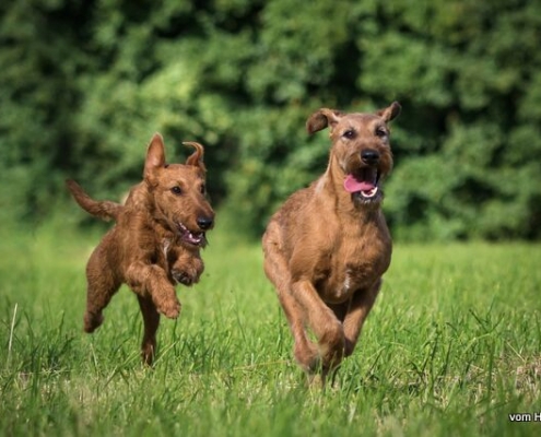 Irish Terrier vom Haseland