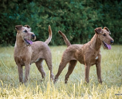 Irish Terrier vom Haseland