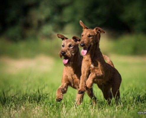 Irish Terrier vom Haseland