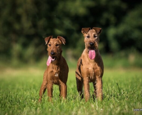 Irish Terrier vom Haseland