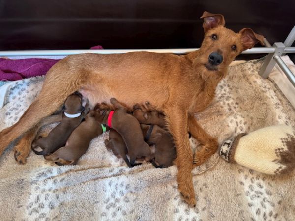 Irish Terrier Colombina's Irish