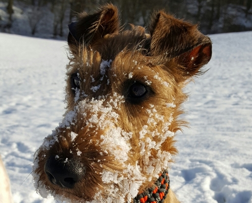 Irish Terrier