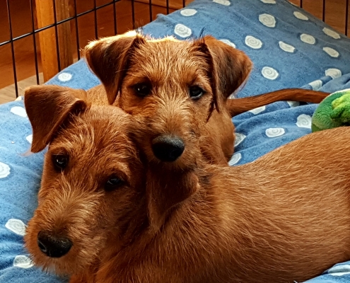 Irish Terrier