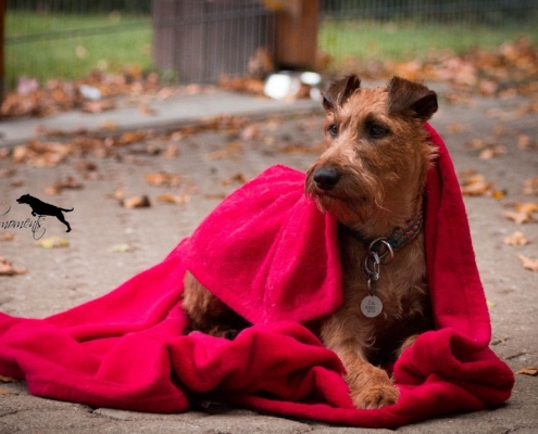 Irish Terrier