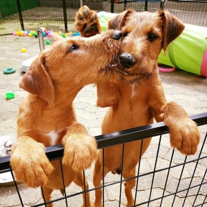 Irish Terrier Beautiful Endless Love