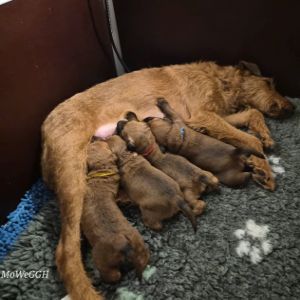 Irish Terrier Welpen