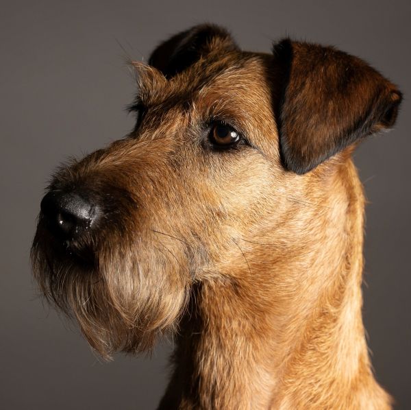 Aviator’s Irish Terrier