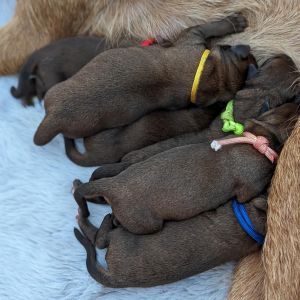 Irish Terrier Welpen Kinder der Morgenröte