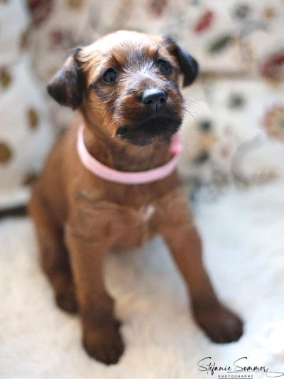 Irish Terrier Welpe