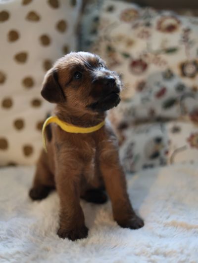 Irish Terrier Welpe