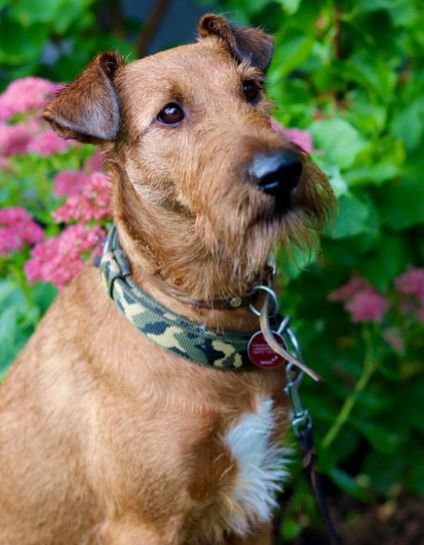 Irish Terrier Kinder der Morgenröte