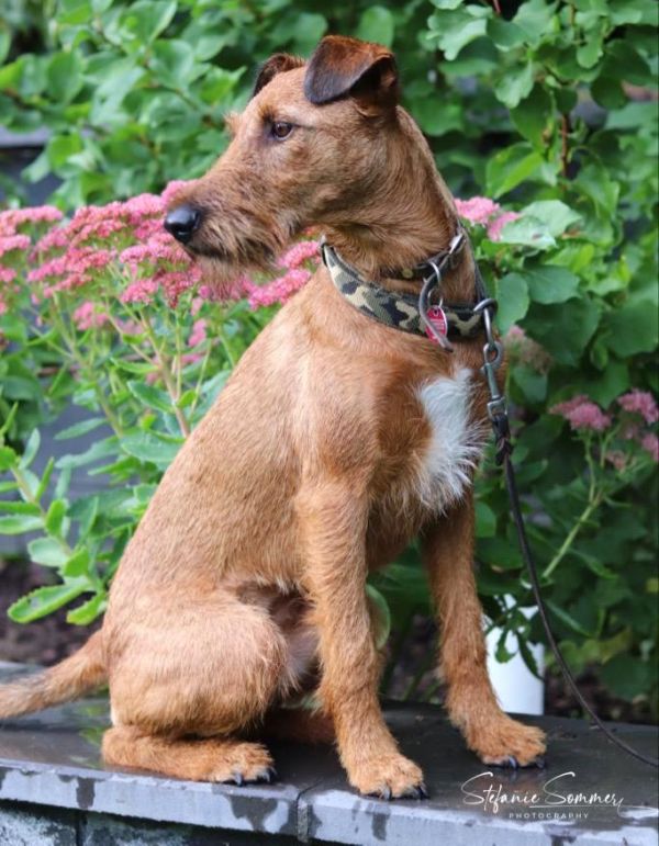 Irish Terrier