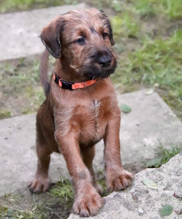 Irish Terrier Welpe