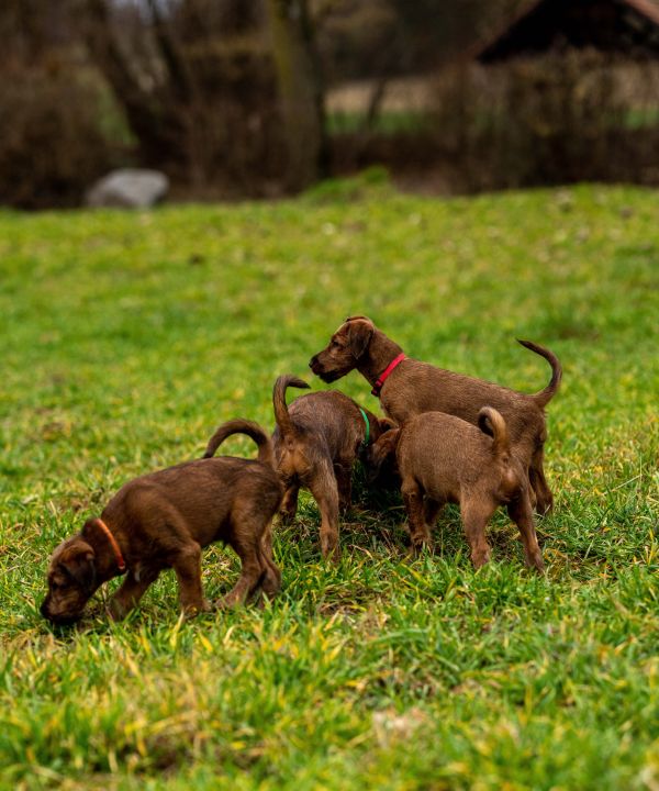 Irish Terrier Welpe