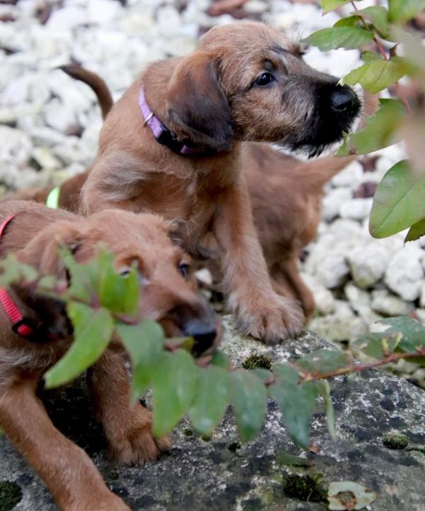 Irish Terrier Welpe