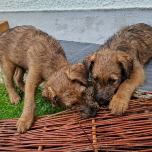 Irish Terrier Welpen Pretzen Village