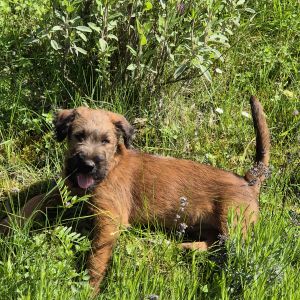 Irish Terrier vom Dunkelsteinerwald (FCI)