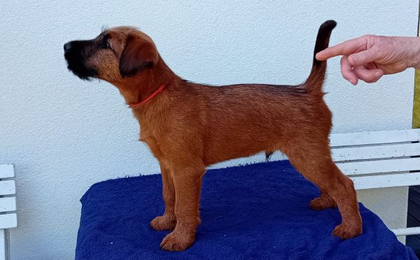 Irish Terrier vom Dunkelsteinerwald (FCI)