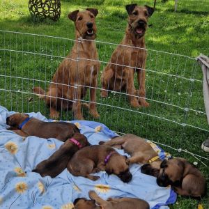 Irish Terrier Welpen