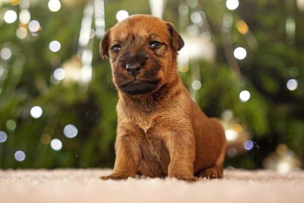 Irish Terrier Welpe
