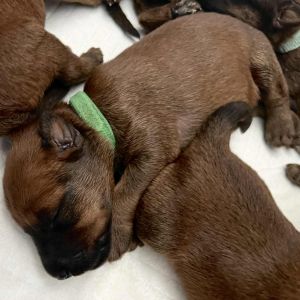 Irish Terrier Welpen Dreams of Highland