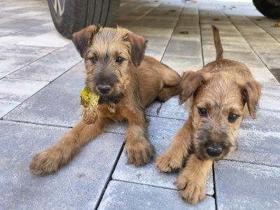 Dreams of Highland Irish Terrier Dreams of Highland