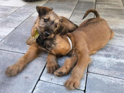 Dreams of Highland Irish Terrier Dreams of Highland