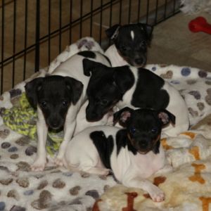 Japanischer Terrier Welpen