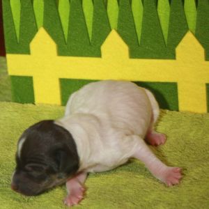 Japanischer Terrier Welpe vom Hoffnungstal