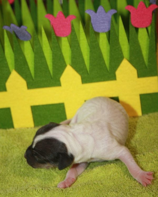 Japanischer Terrier Welpe vom Hoffnungstal