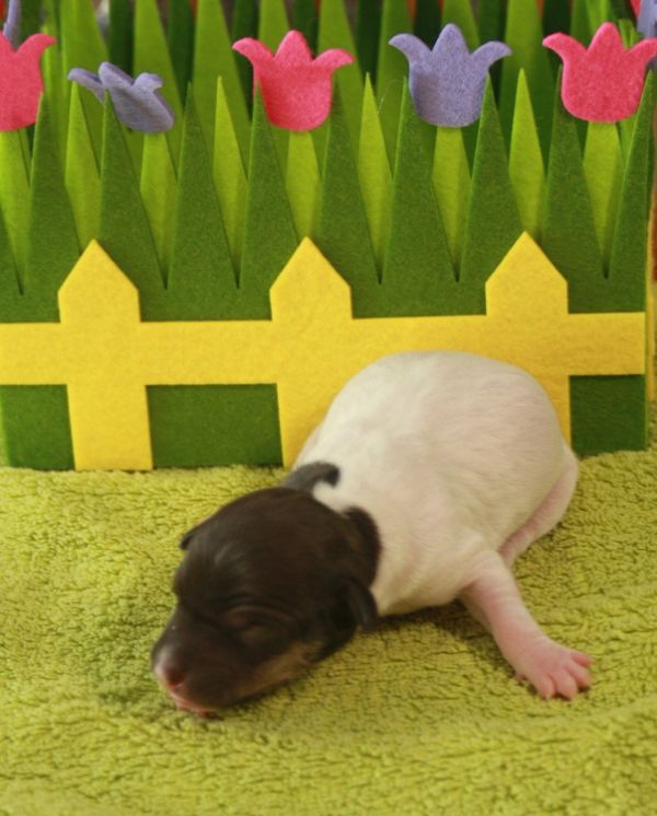 Japanischer Terrier Welpe vom Hoffnungstal