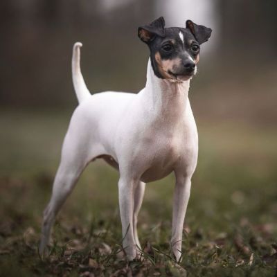 Japanischer Terrier vom Hoffnungstal