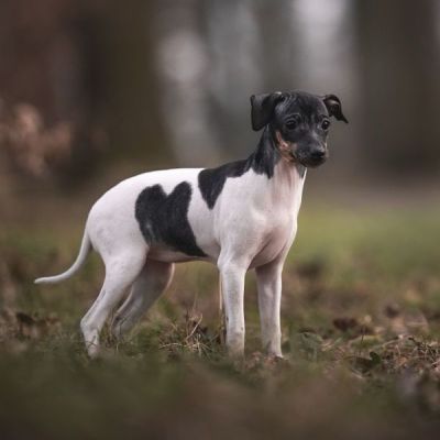 Japanischer Terrier vom Hoffnungstal