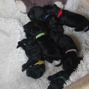 Kerry Blue Terrier Welpen
