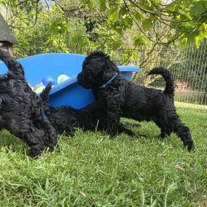 Irish Soft Coated Wheaten Terrier Welpen