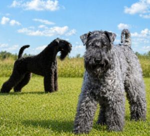Irish Soft Coated Wheaten Terrier Welpen